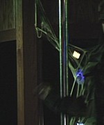 Shay Lynn Stripping HD Preview Thumbnail